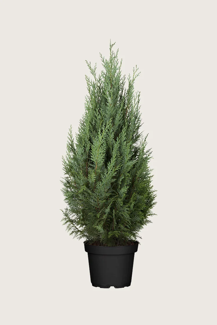Pilarituija 175cm Hyvin tuuhea | Plantinavia