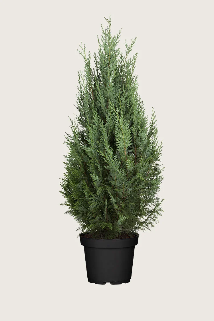 Pilarituija 225cm Hyvin tuuhea | Plantinavia