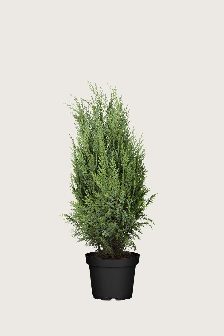 Pilarituija 80cm Hyvin tuuhea | Plantinavia