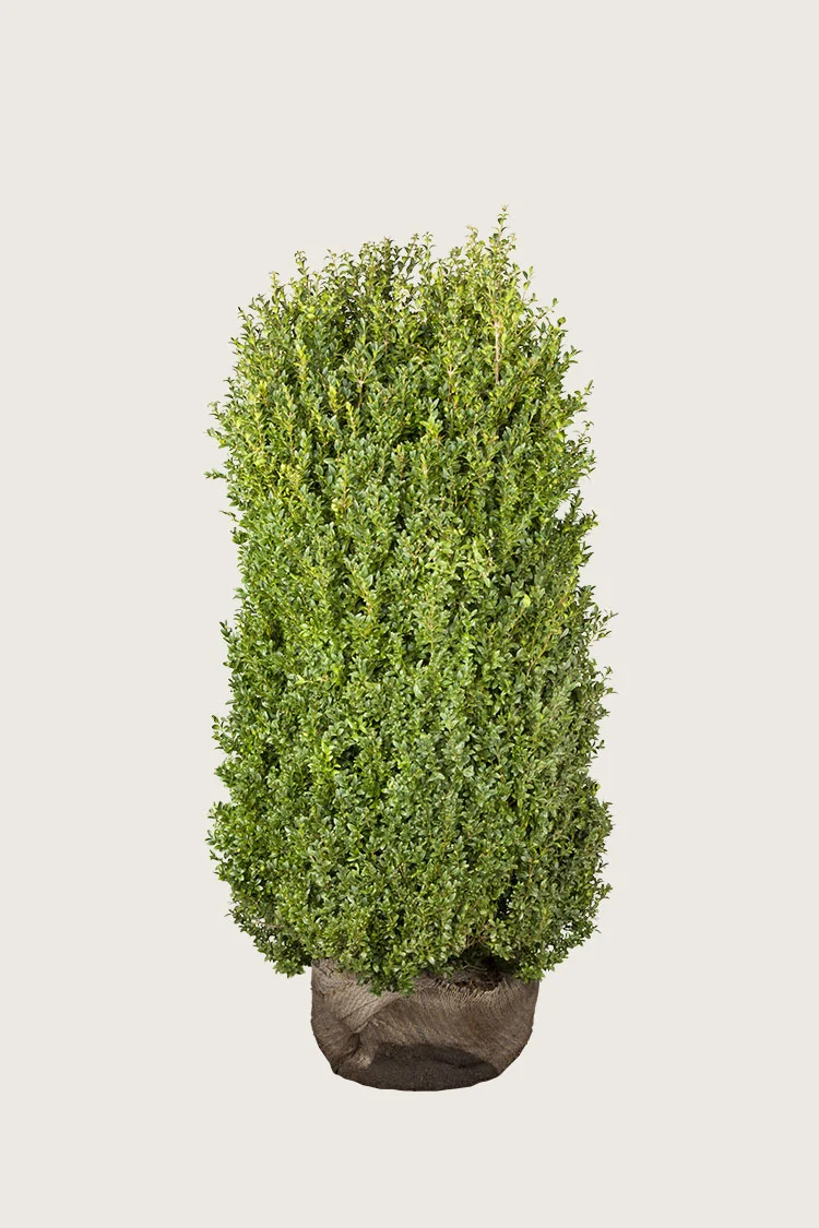 Puksipuu 150cm Hyvin tuuhea | Plantinavia