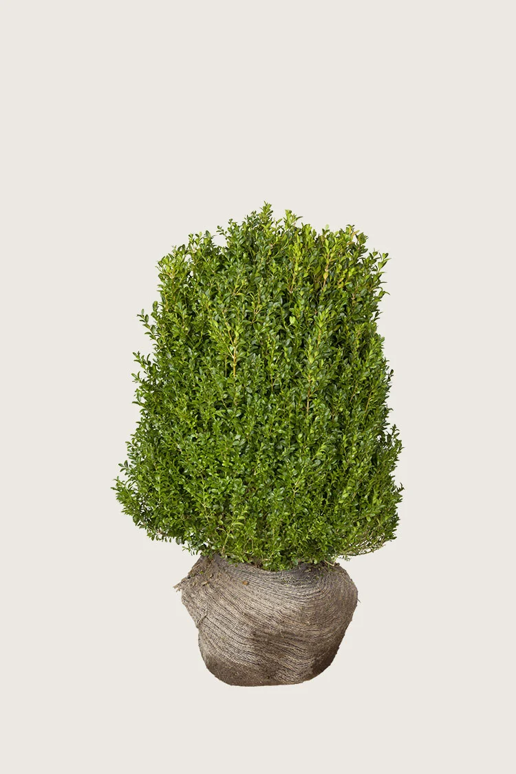 Puksipuu 40cm Hyvin tuuhea | Plantinavia