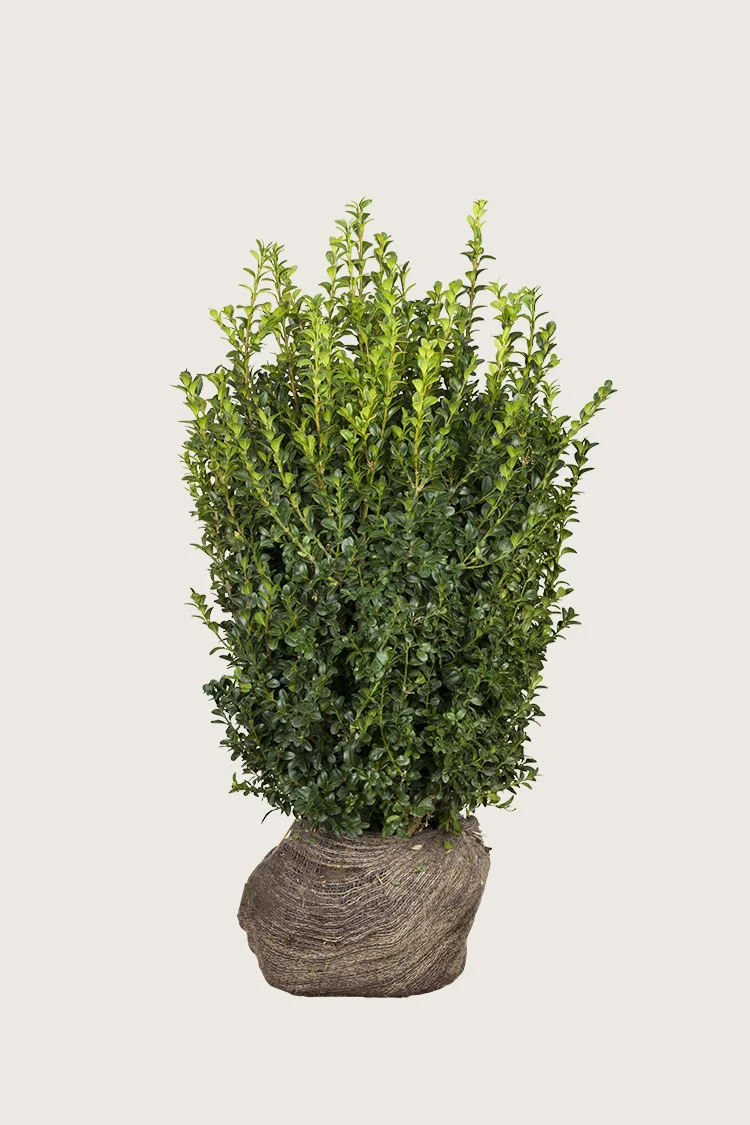 Puksipuu 125cm Tuuhea | Plantinavia
