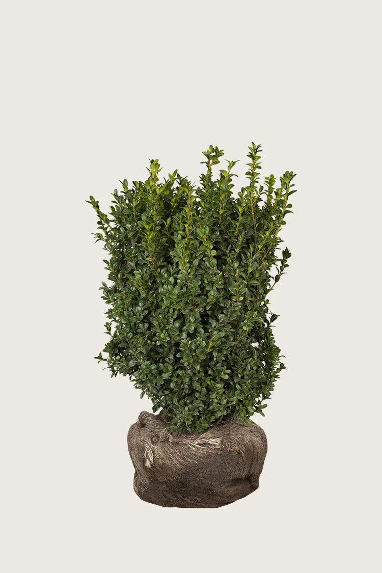 Puksipuu 40cm Tuuhea | Plantinavia