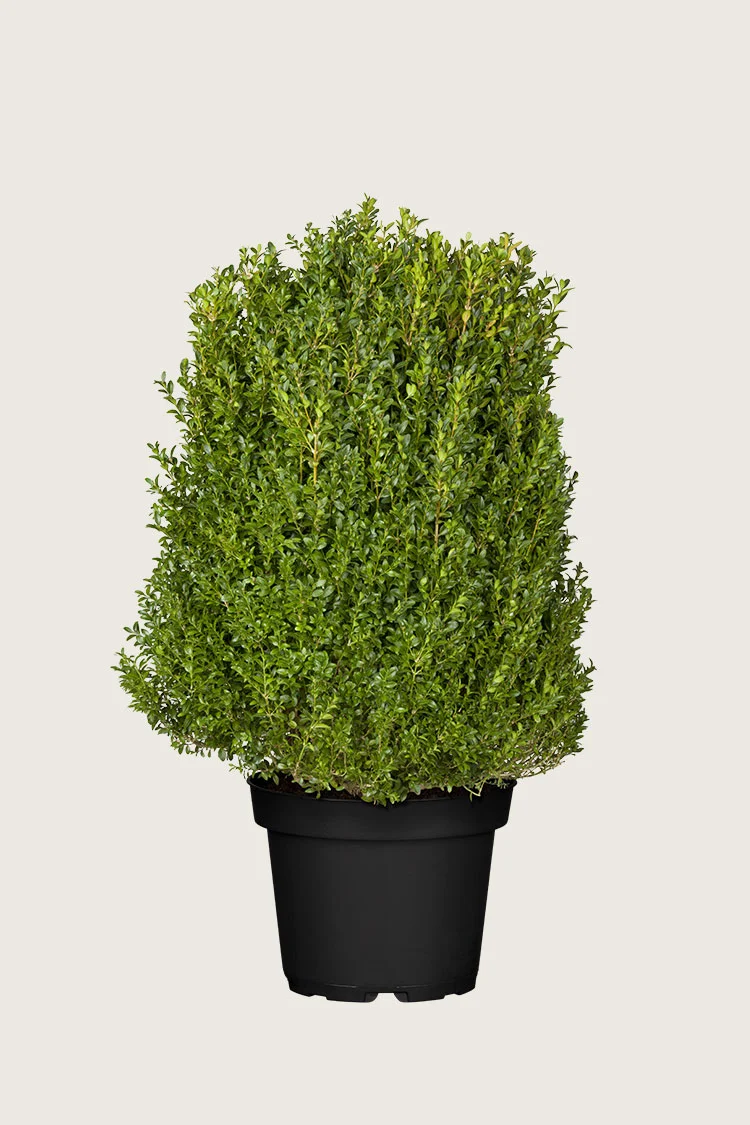 Puksipuu 100cm Hyvin tuuhea | Plantinavia