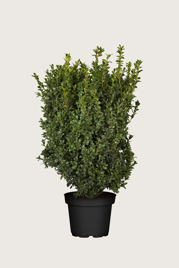 Puksipuu 125cm Tuuhea | Plantinavia