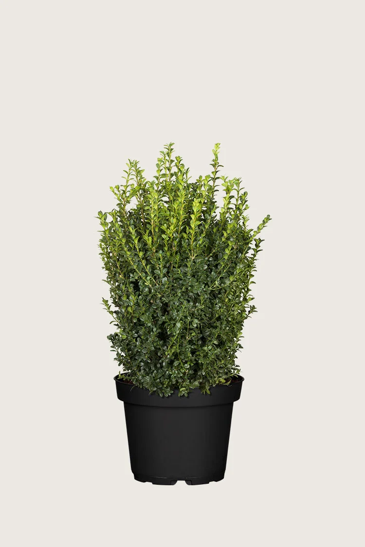 Puksipuu 60cm Tuuhea | Plantinavia