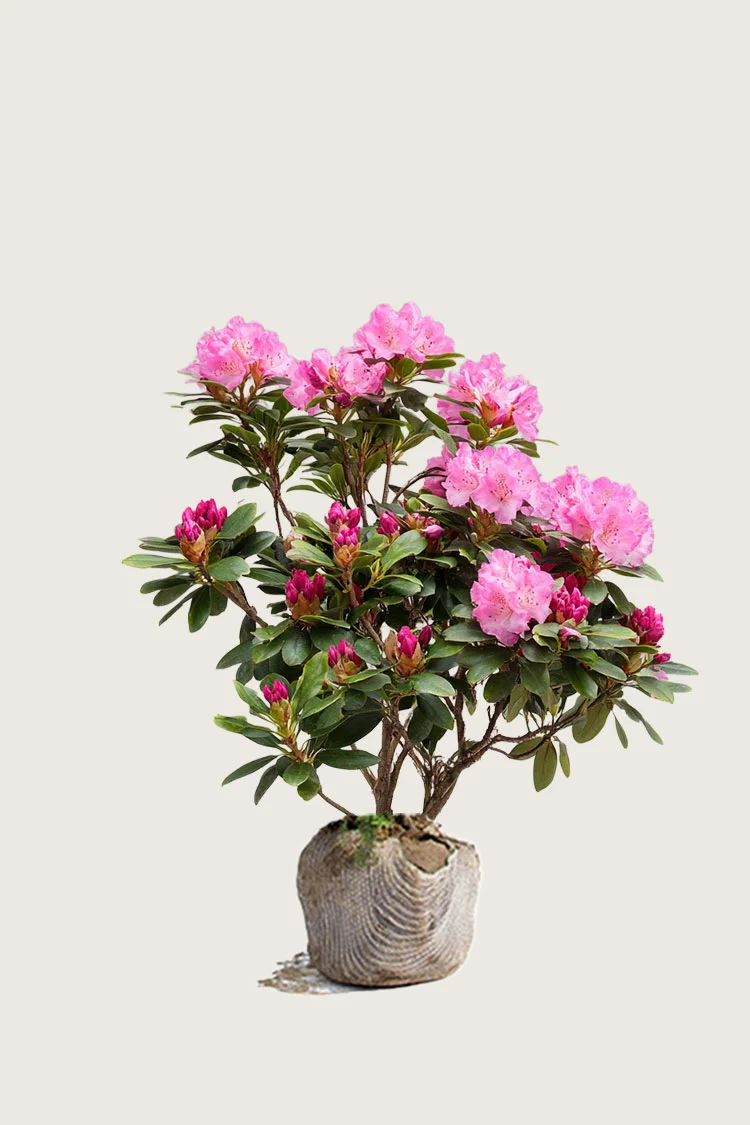 Punainen Alppiruusu 60cm Hyvin tuuhea | Plantinavia