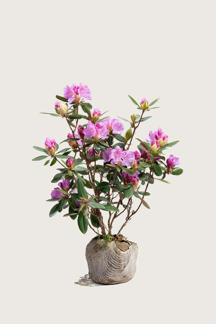 Punainen Alppiruusu 80cm Tuuhea | Plantinavia