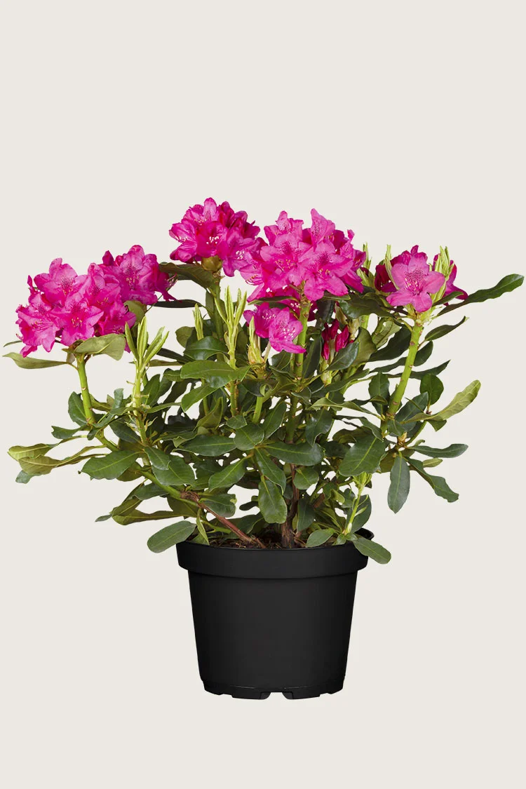 Punainen Alppiruusu 80cm Hyvin tuuhea | Plantinavia