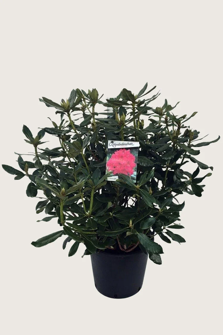 Punainen Alppiruusu 100cm Tuuhea | Plantinavia