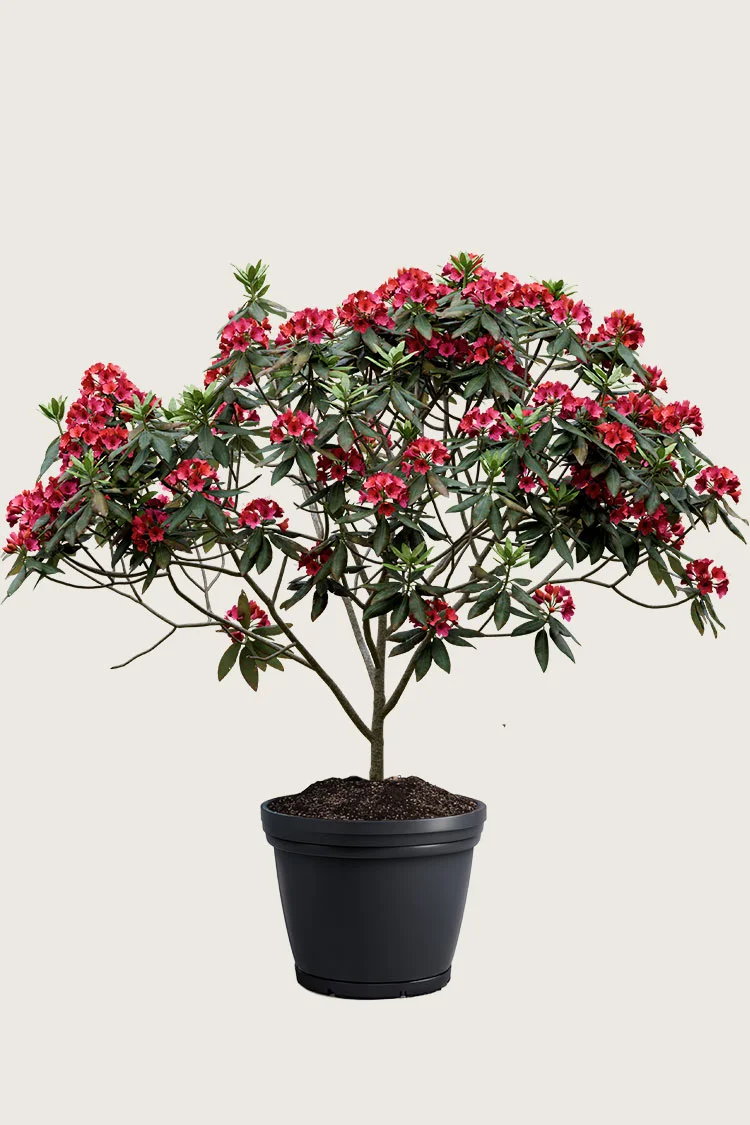 Punainen Alppiruusu 250cm Hyvin tuuhea | Plantinavia
