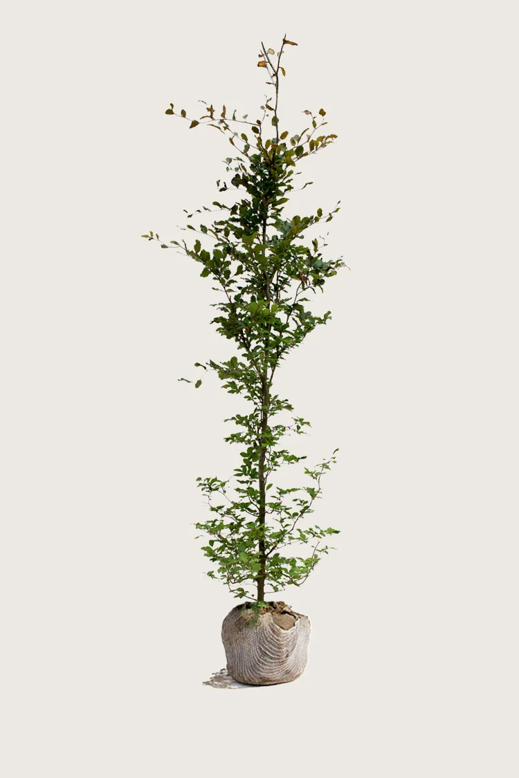 Punapyökki 350cm Hyvin tuuhea | Plantinavia