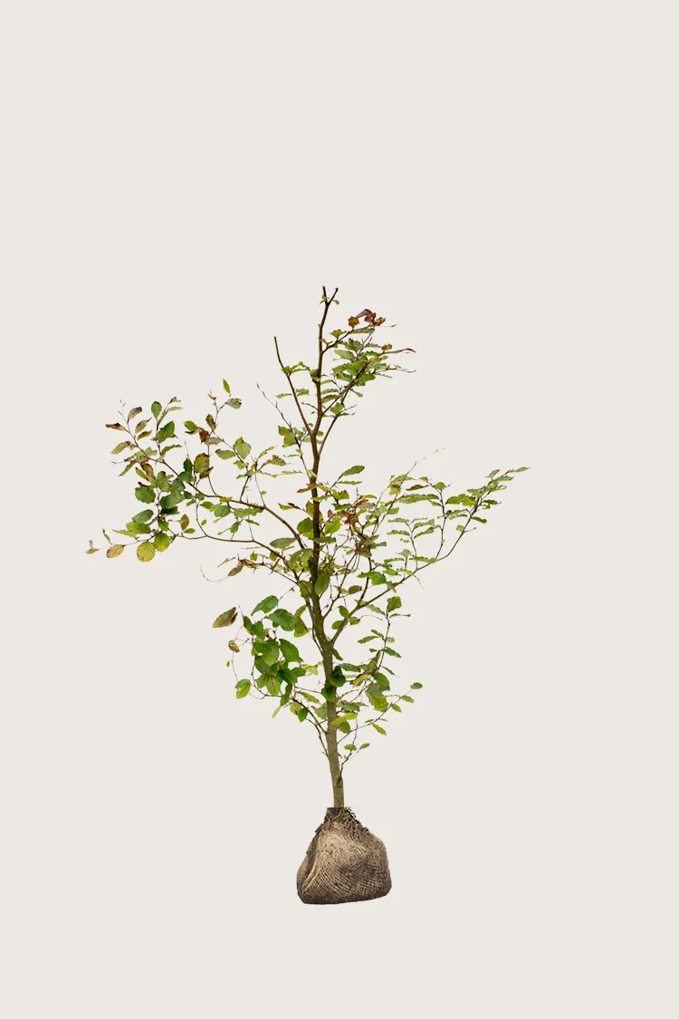 Punapyökki 80cm Hyvin tuuhea | Plantinavia