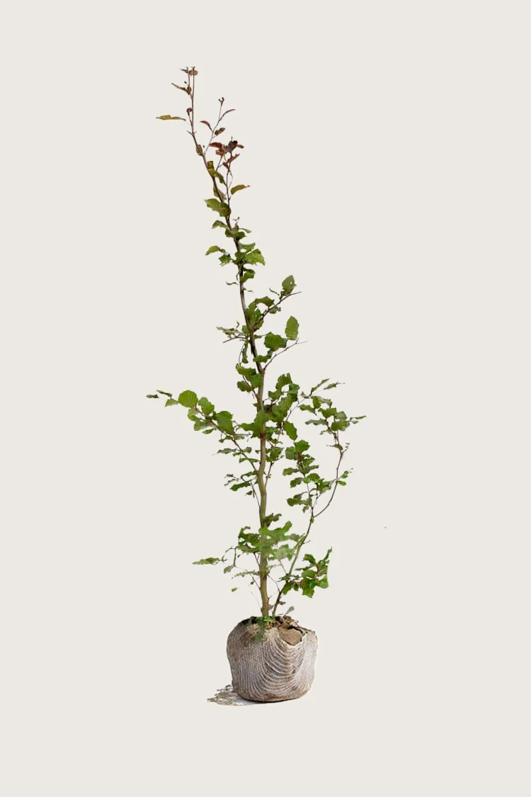 Punapyökki | Plantinavia