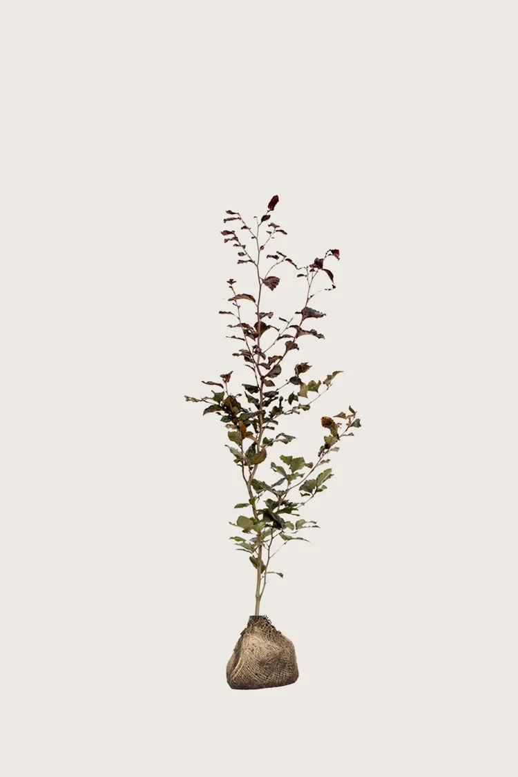 Punapyökki 100cm Tuuhea | Plantinavia