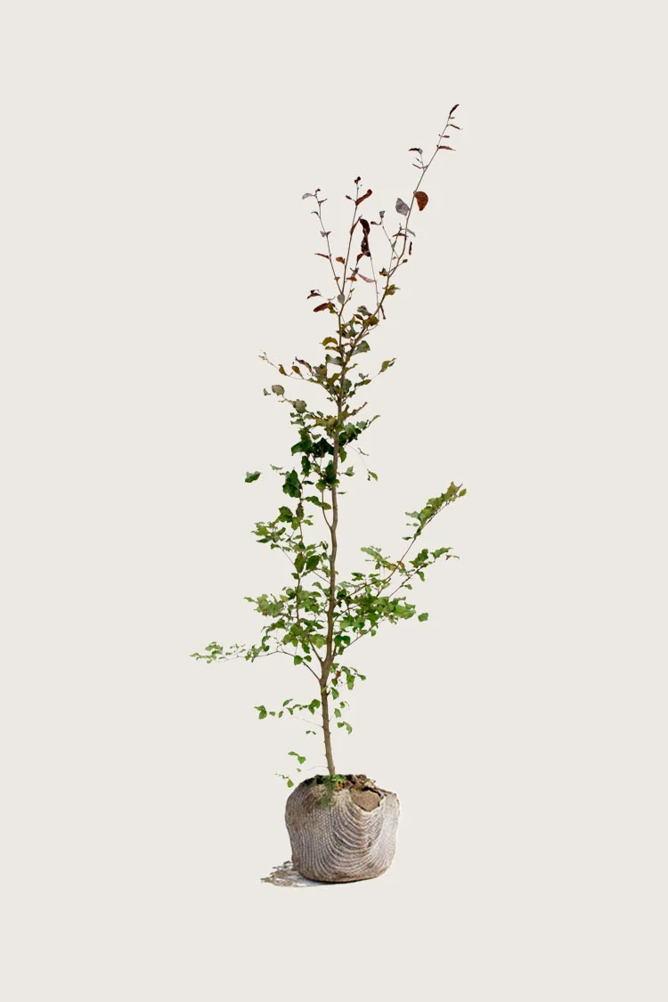 Punapyökki 200cm Tuuhea | Plantinavia