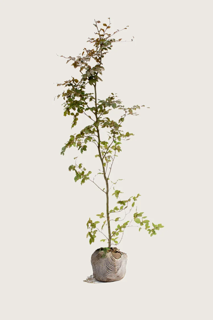 Punapyökki 250cm Tuuhea | Plantinavia