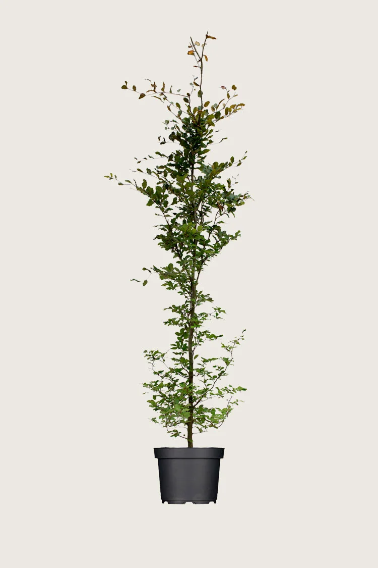 Punapyökki 250cm Hyvin tuuhea | Plantinavia