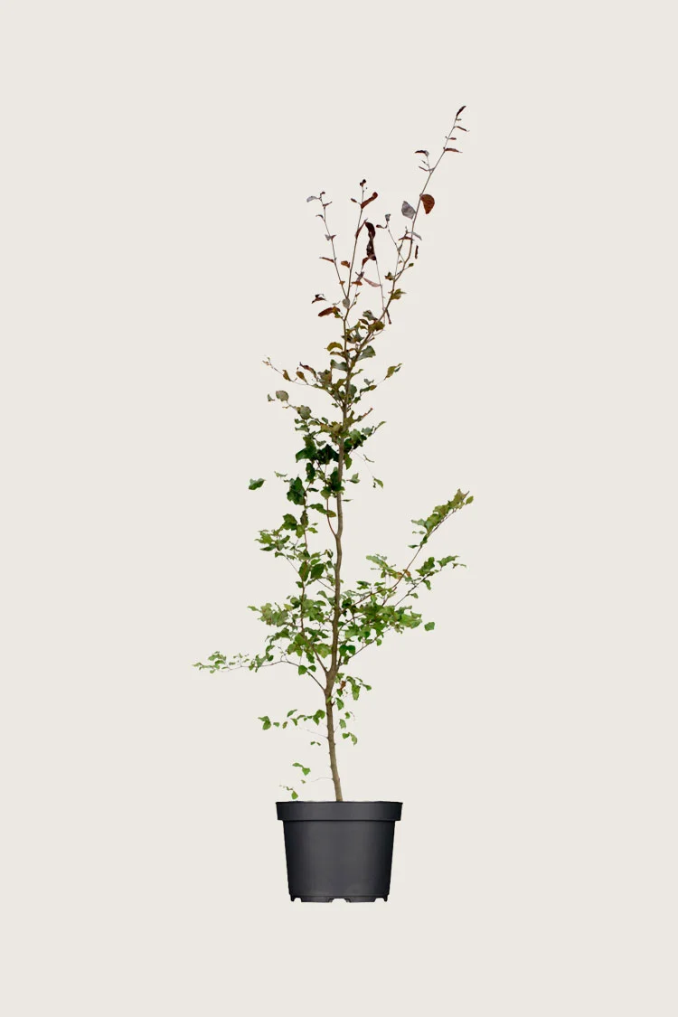 Punapyökki 100cm Tuuhea | Plantinavia