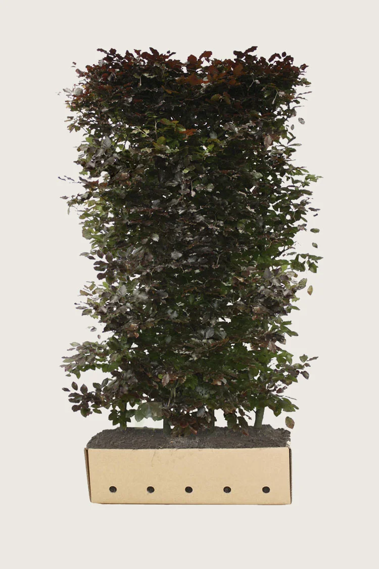 Punapyökki 120cm Hyvin tuuhea | Plantinavia