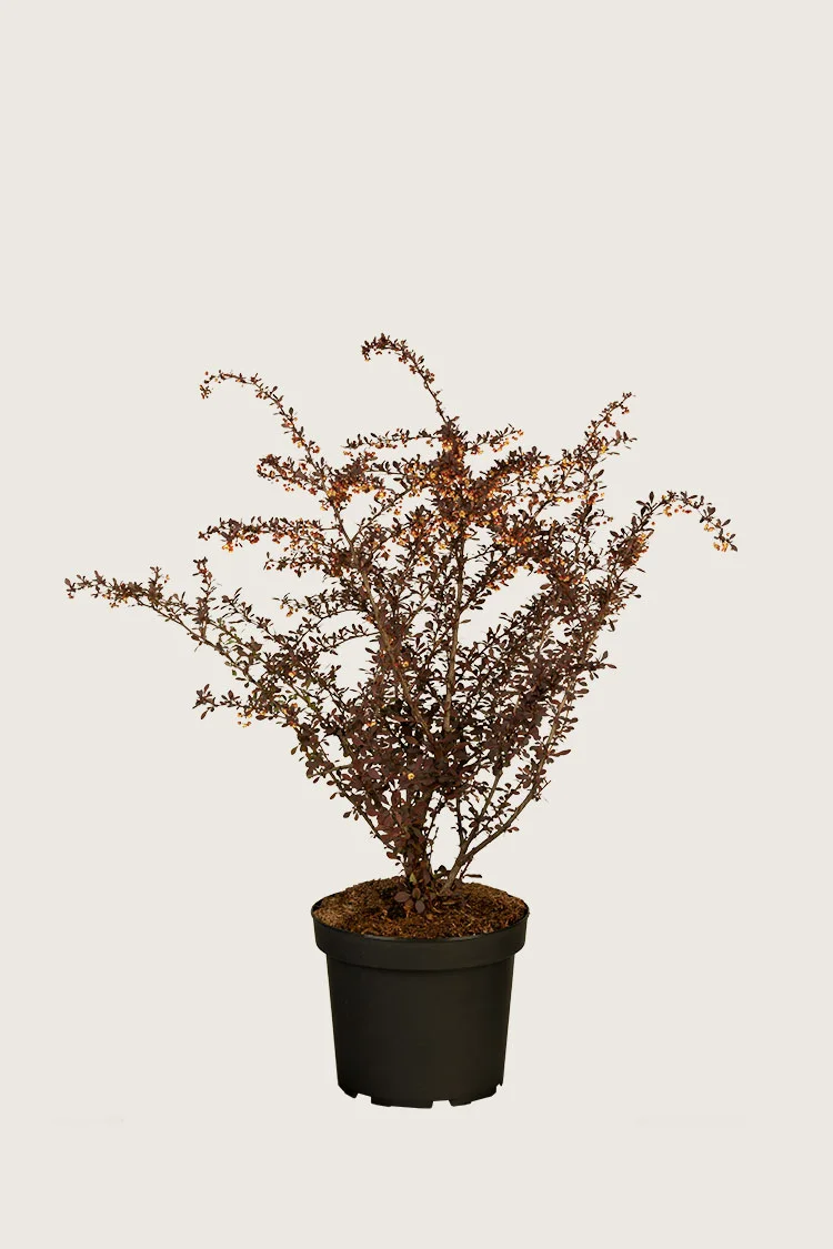 Purppurahappomarja 40cm Tuuhea | Plantinavia