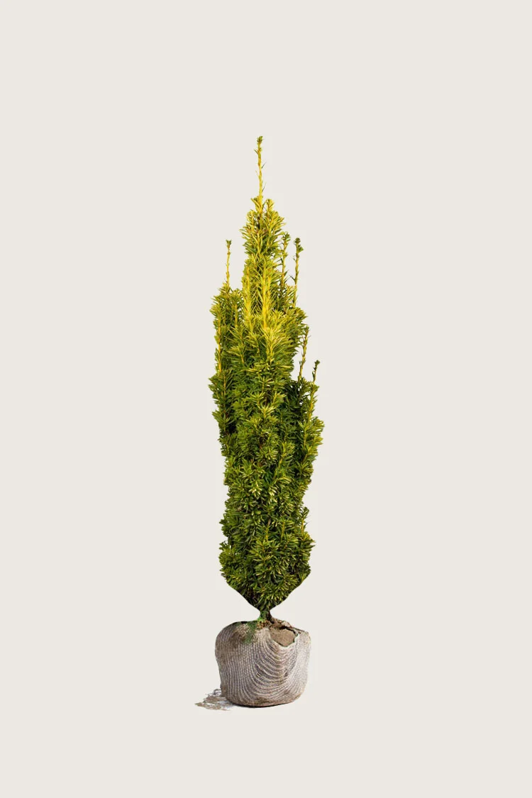 Pylväsmarjakuusi Fastigiata Aurea 100cm Hyvin tuuhea | Plantinavia