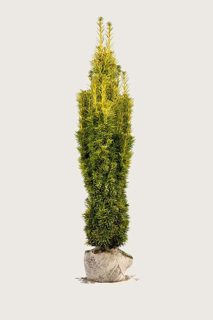 Pylväsmarjakuusi Fastigiata Aurea 250cm Hyvin tuuhea | Plantinavia