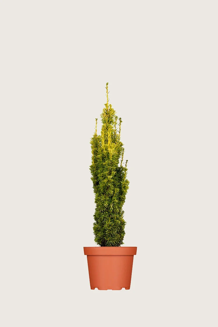Pylväsmarjakuusi Fastigiata Aurea 100cm Tuuhea | Plantinavia