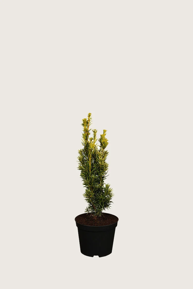 Pylväsmarjakuusi Fastigiata Aurea 20cm Tuuhea | Plantinavia