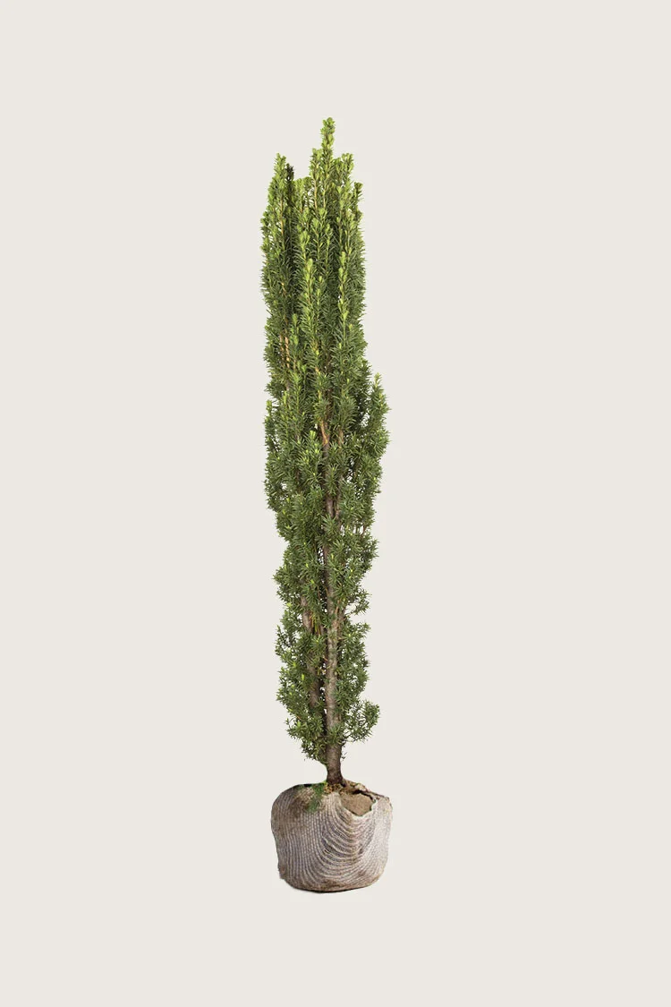 Pylväsmarjakuusi Fastigiata Robusta 150cm Hyvin tuuhea | Plantinavia