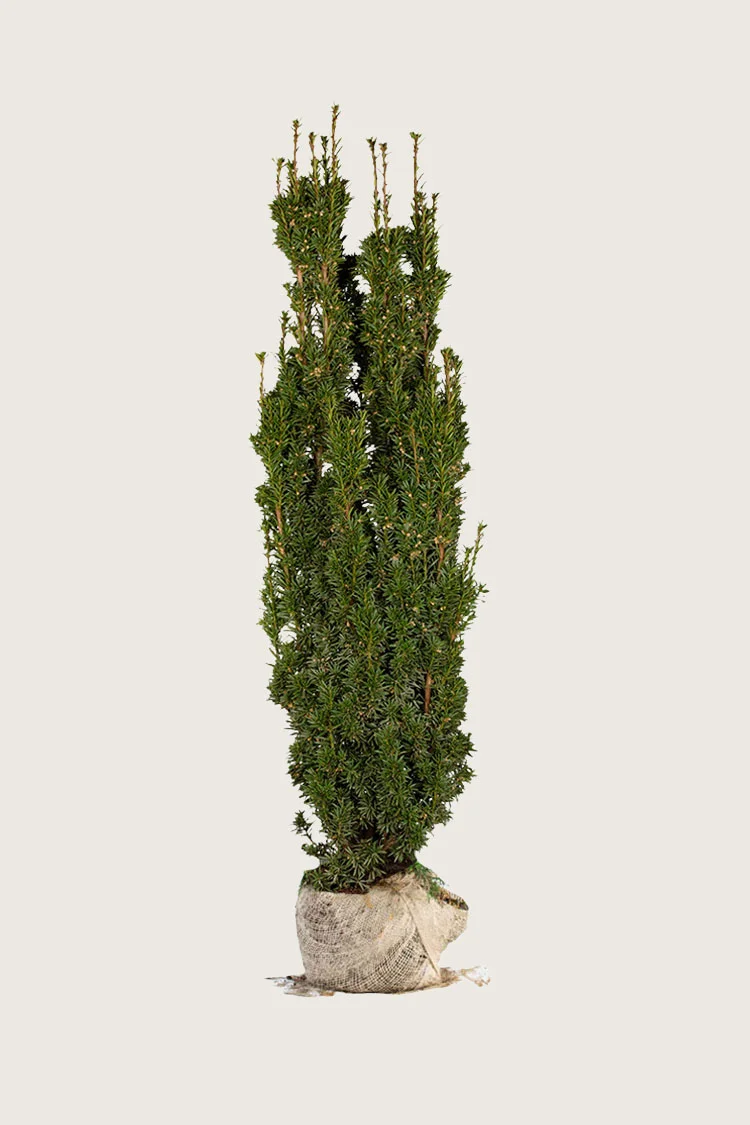 Pylväsmarjakuusi Fastigiata Robusta 225cm Hyvin tuuhea | Plantinavia