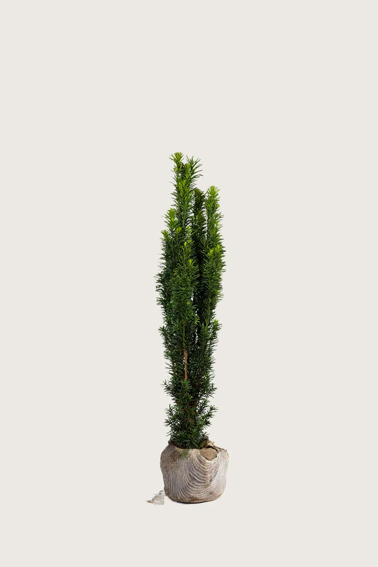 Pylväsmarjakuusi Fastigiata Robusta 60cm Hyvin tuuhea | Plantinavia