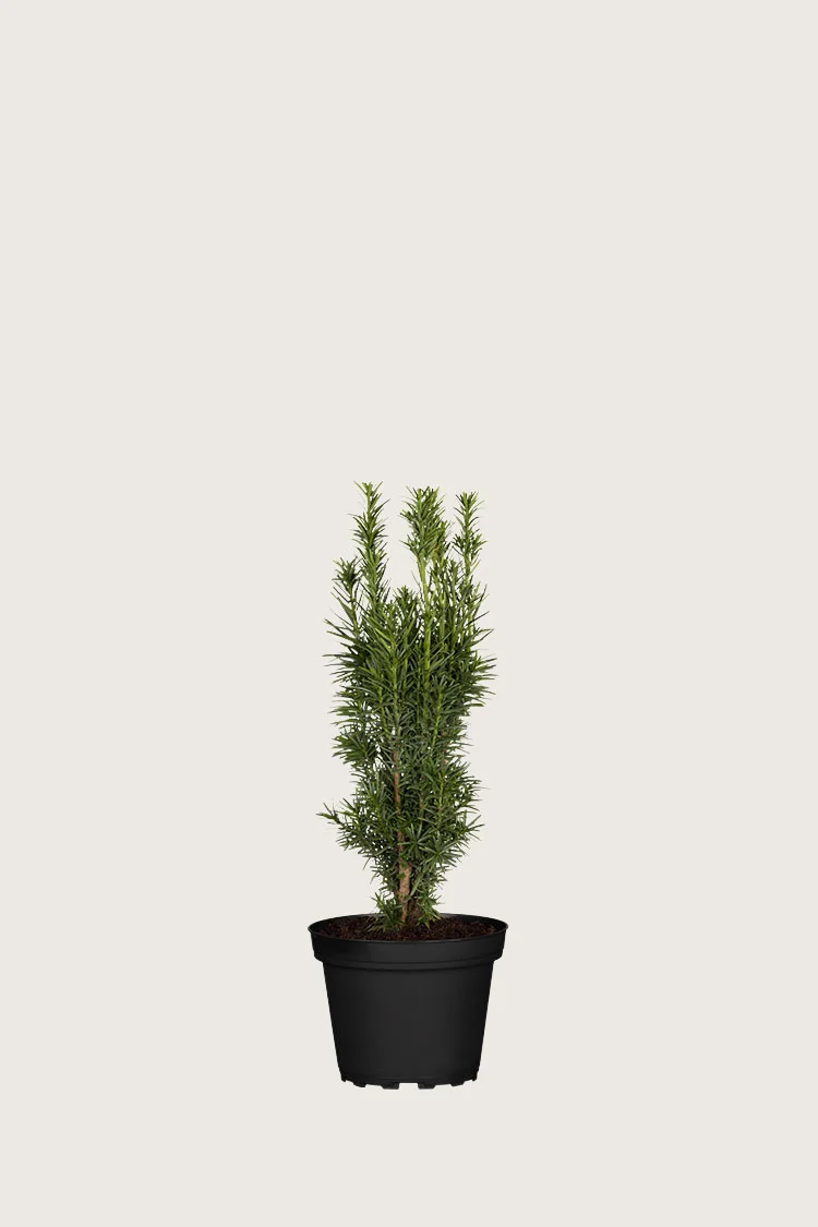 Pylväsmarjakuusi Fastigiata Robusta 20cm Tuuhea | Plantinavia