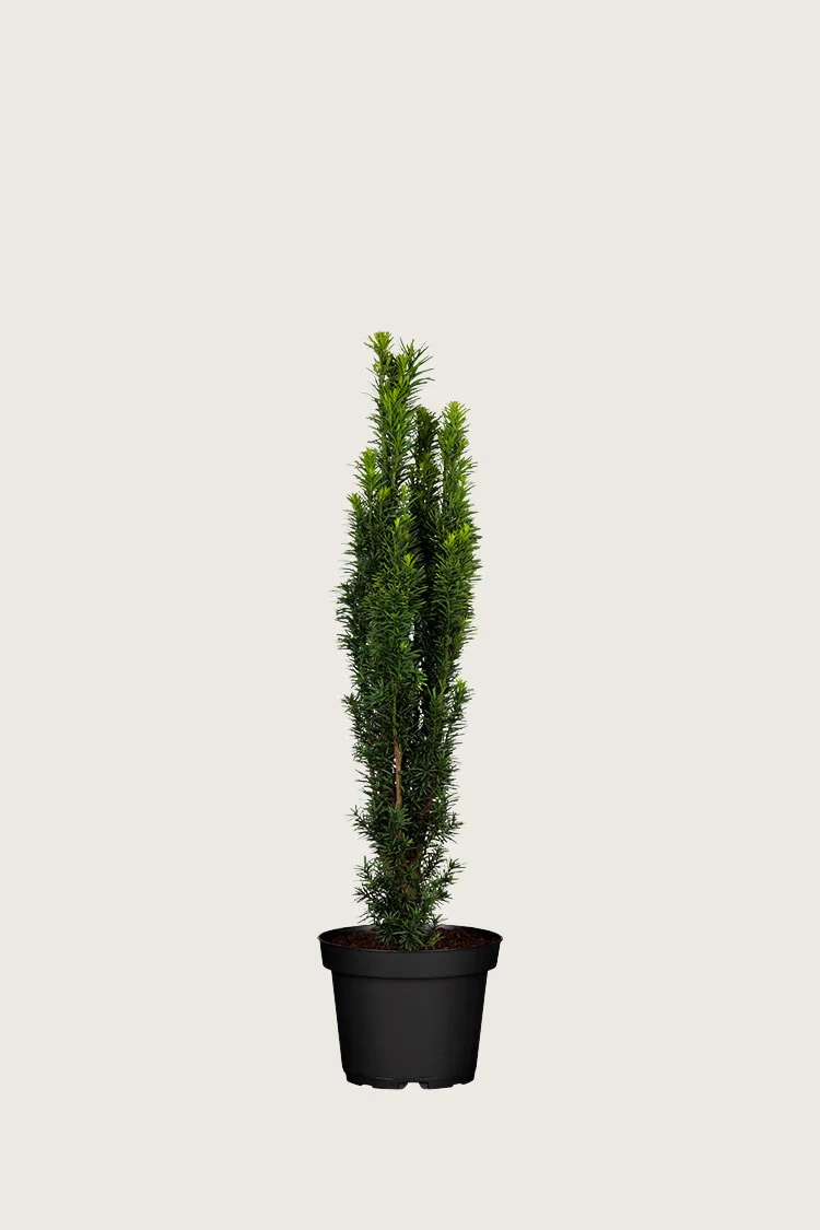Pylväsmarjakuusi Fastigiata Robusta 80cm Tuuhea | Plantinavia