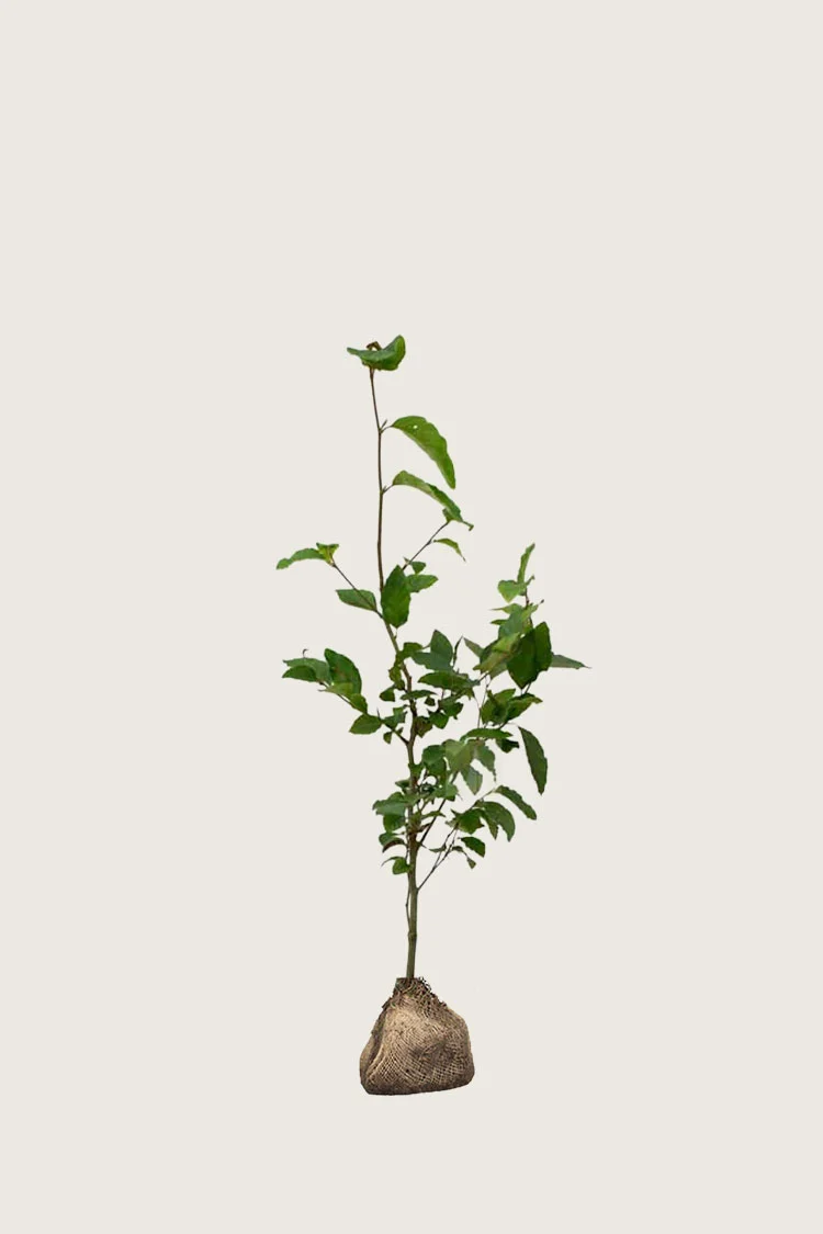 Pyökki | Plantinavia