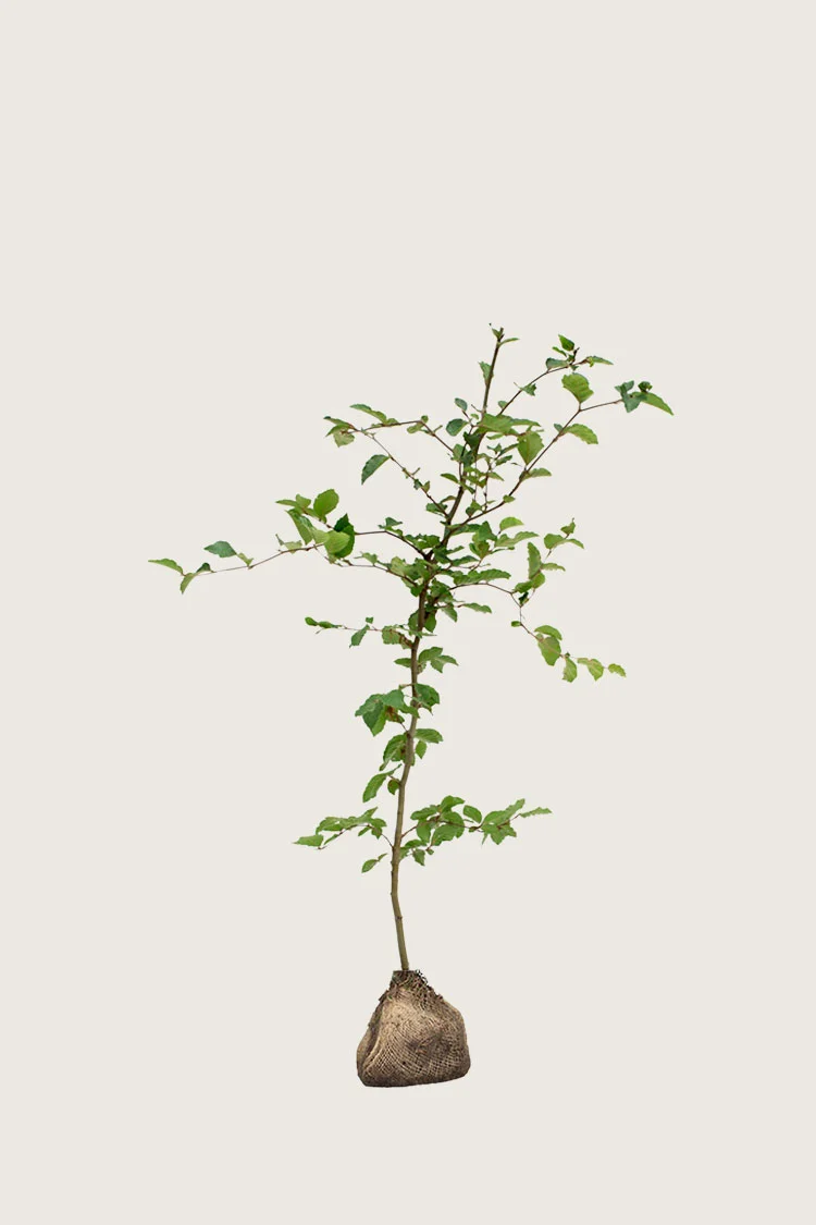 Pyökki | Plantinavia