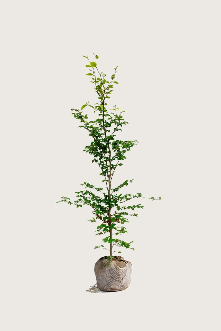 Pyökki | Plantinavia