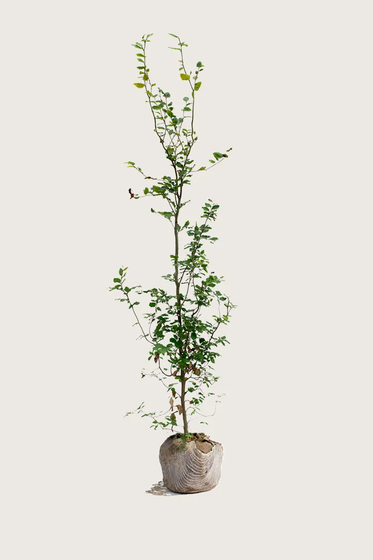 Pyökki | Plantinavia