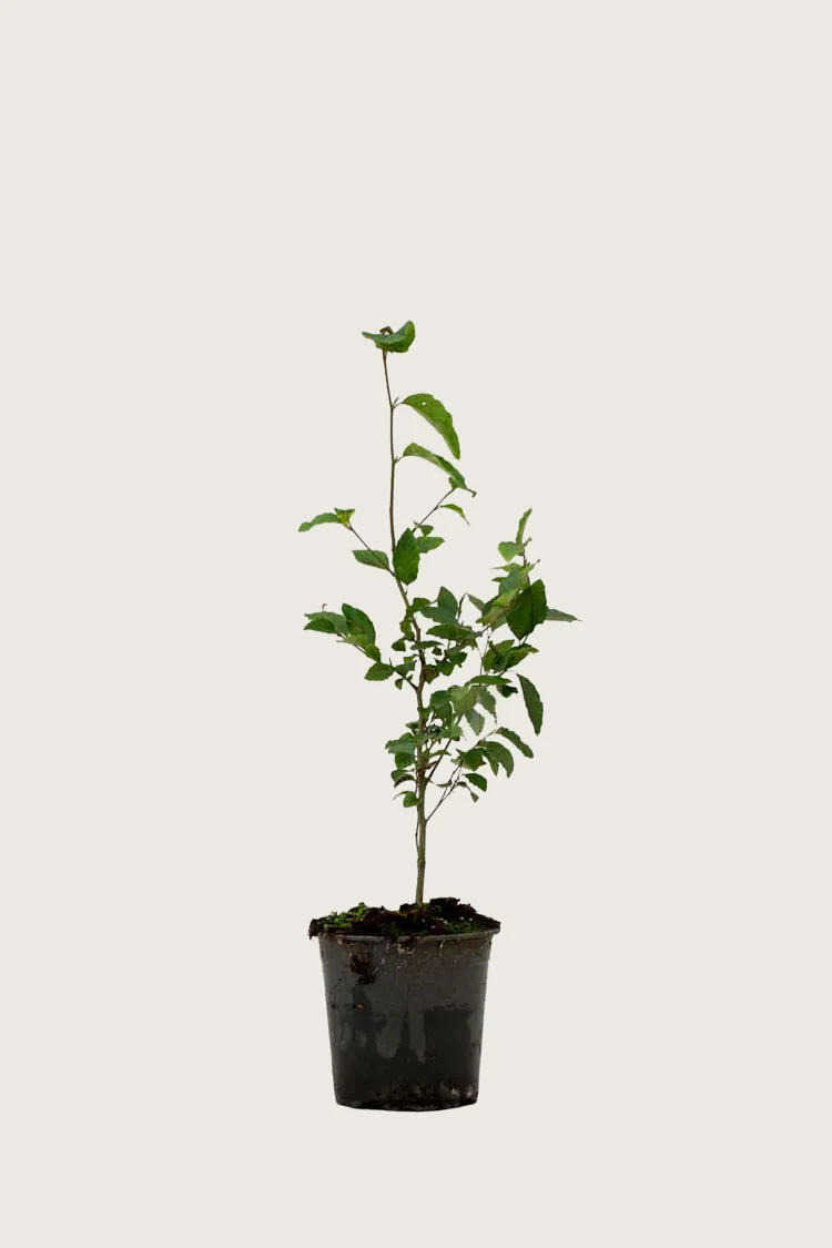 Pyökki | Plantinavia