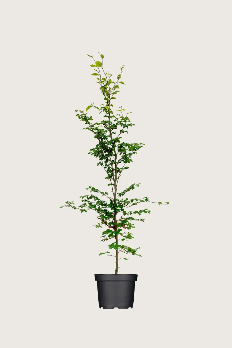 Pyökki | Plantinavia