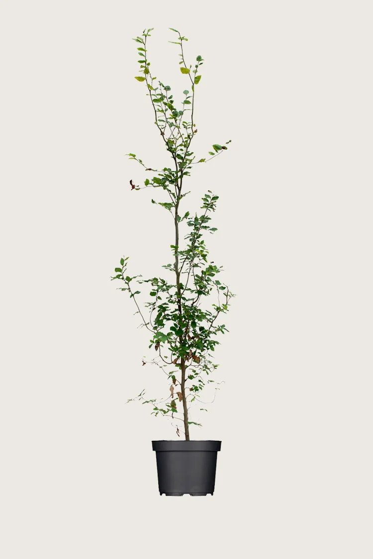 Pyökki | Plantinavia