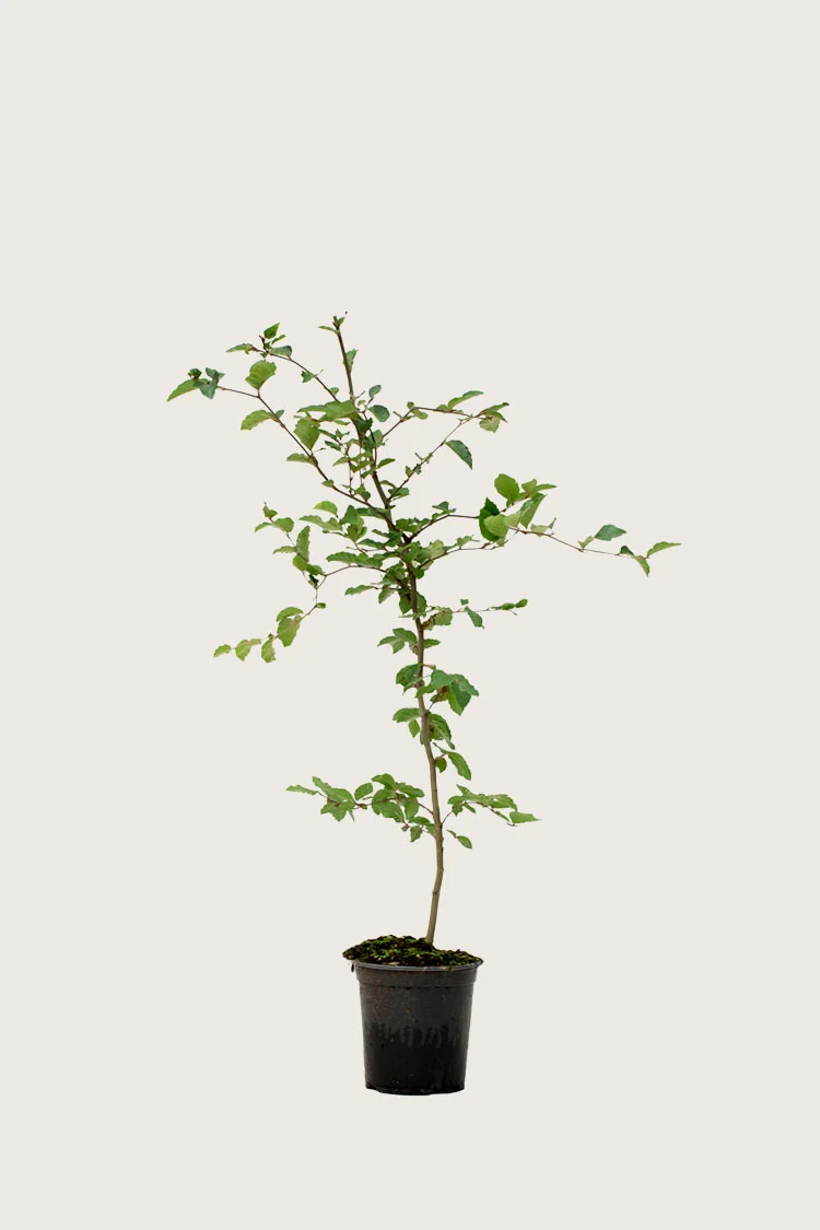 Pyökki | Plantinavia