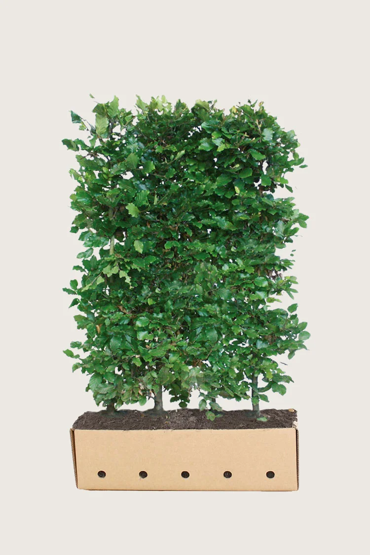 Pyökki 120cm Hyvin tuuhea | Plantinavia