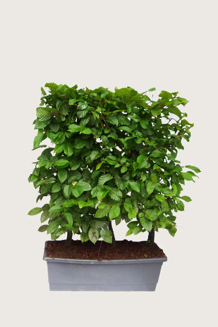 Pyökki 80cm Hyvin tuuhea | Plantinavia
