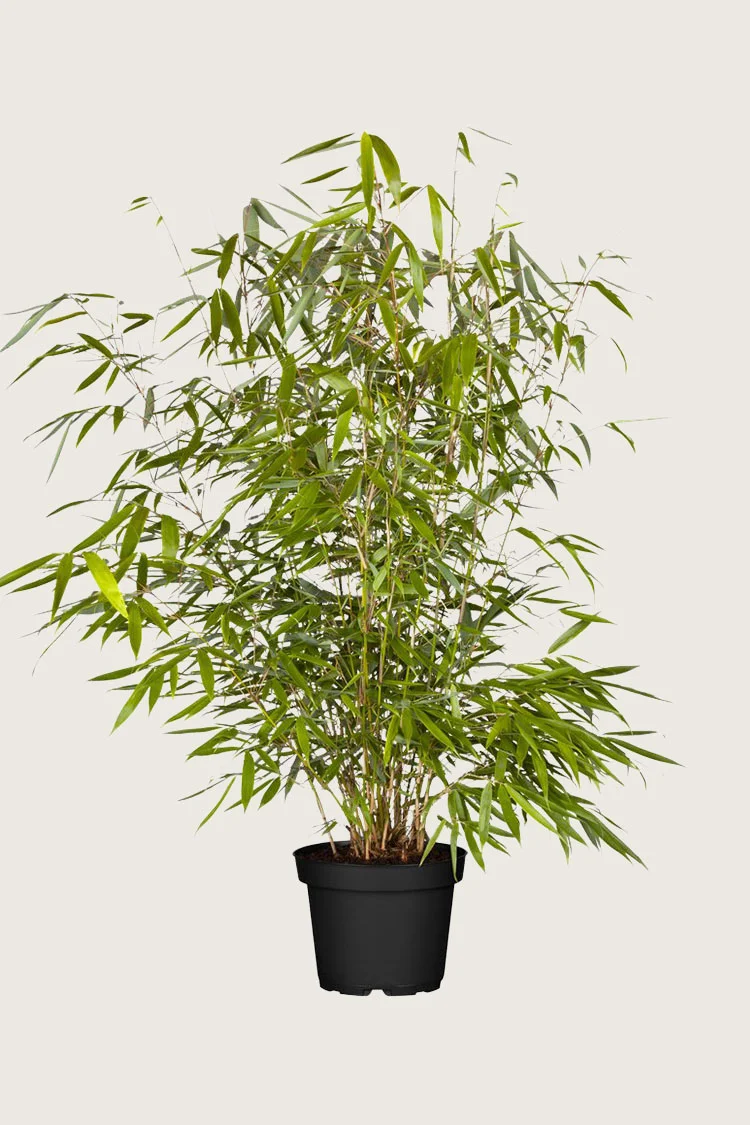 Ruokobambu Robusta 200cm Hyvin tuuhea | Plantinavia