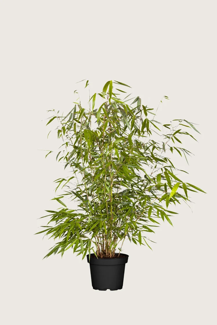Ruokobambu Robusta 60cm Hyvin tuuhea | Plantinavia