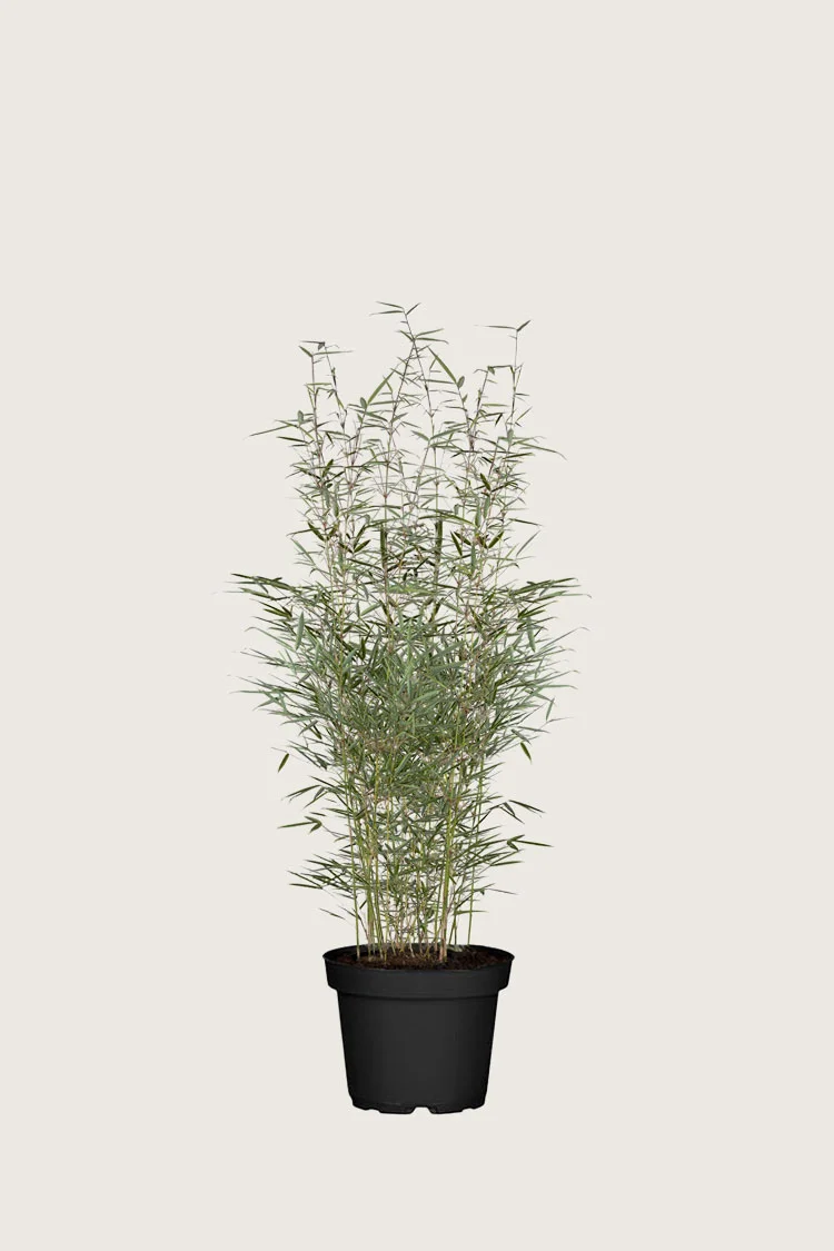 Ruokobambu Robusta 100cm Tuuhea | Plantinavia