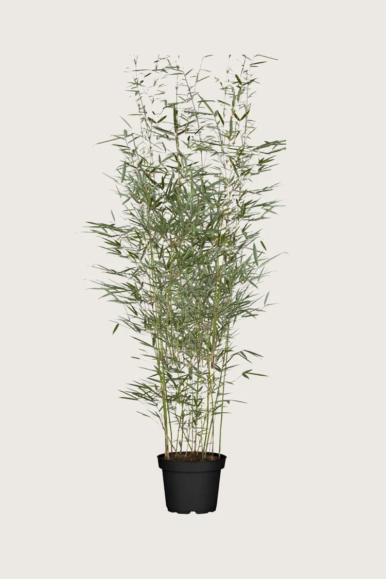 Ruokobambu Robusta 150cm Tuuhea | Plantinavia