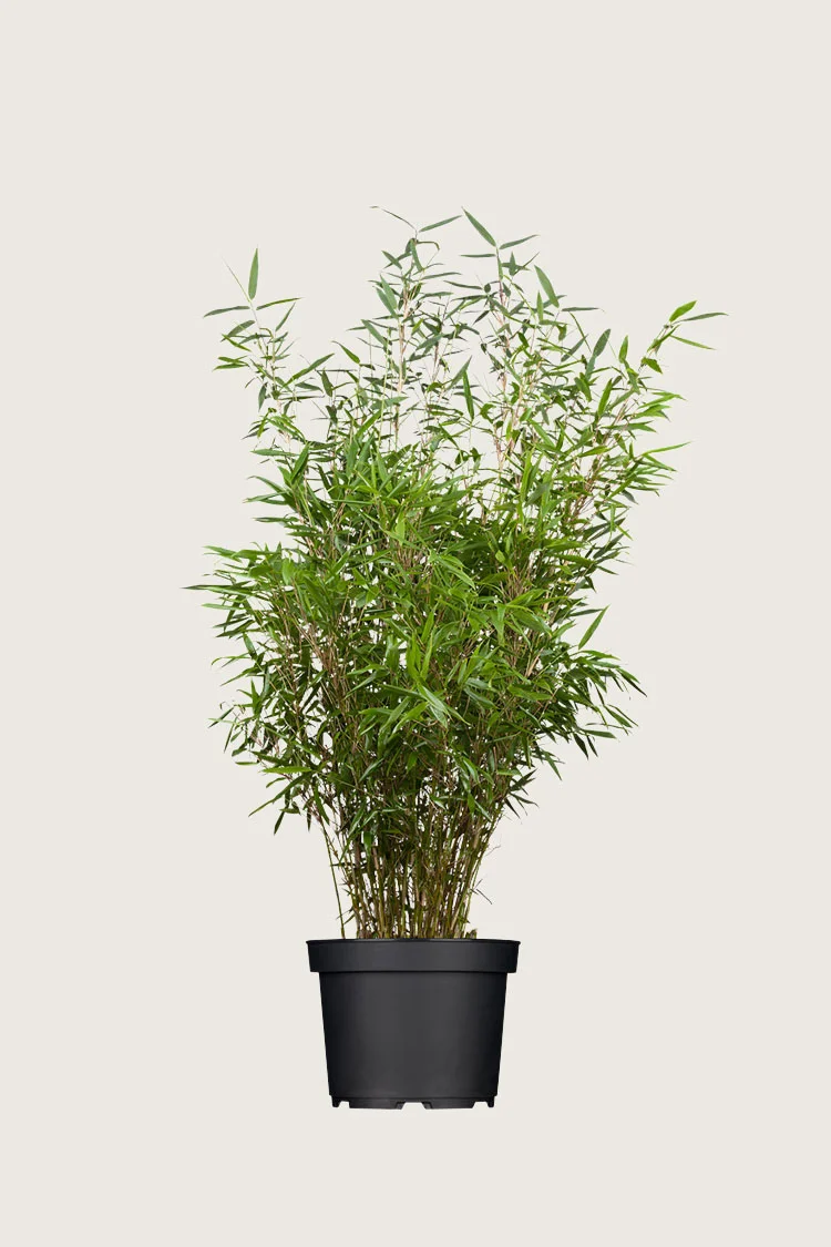 Ruokobambu Rufa 125cm Tuuhea | Plantinavia