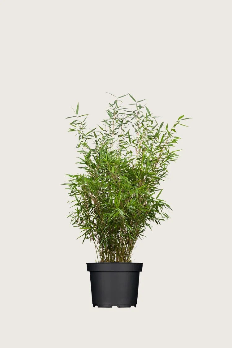 Ruokobambu Rufa 60cm Tuuhea | Plantinavia